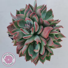 Load image into Gallery viewer, Echeveria agavoides &#39;Floridity&#39;
