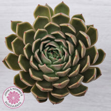 Load image into Gallery viewer, Echeveria Agavoides Mira
