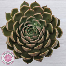 Load image into Gallery viewer, Echeveria Agavoides Mira
