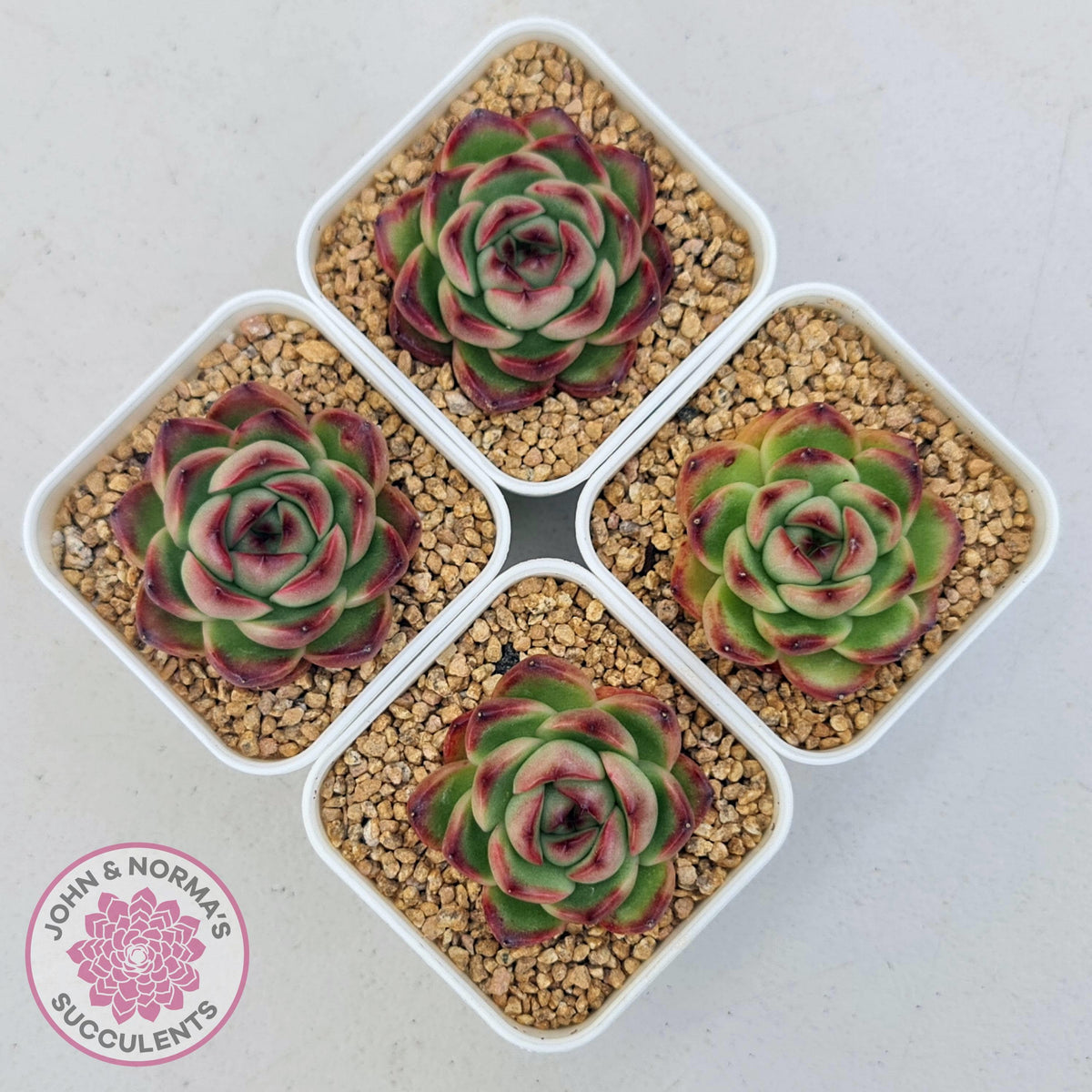 Echeveria Agavoides 'Mont Blanc'