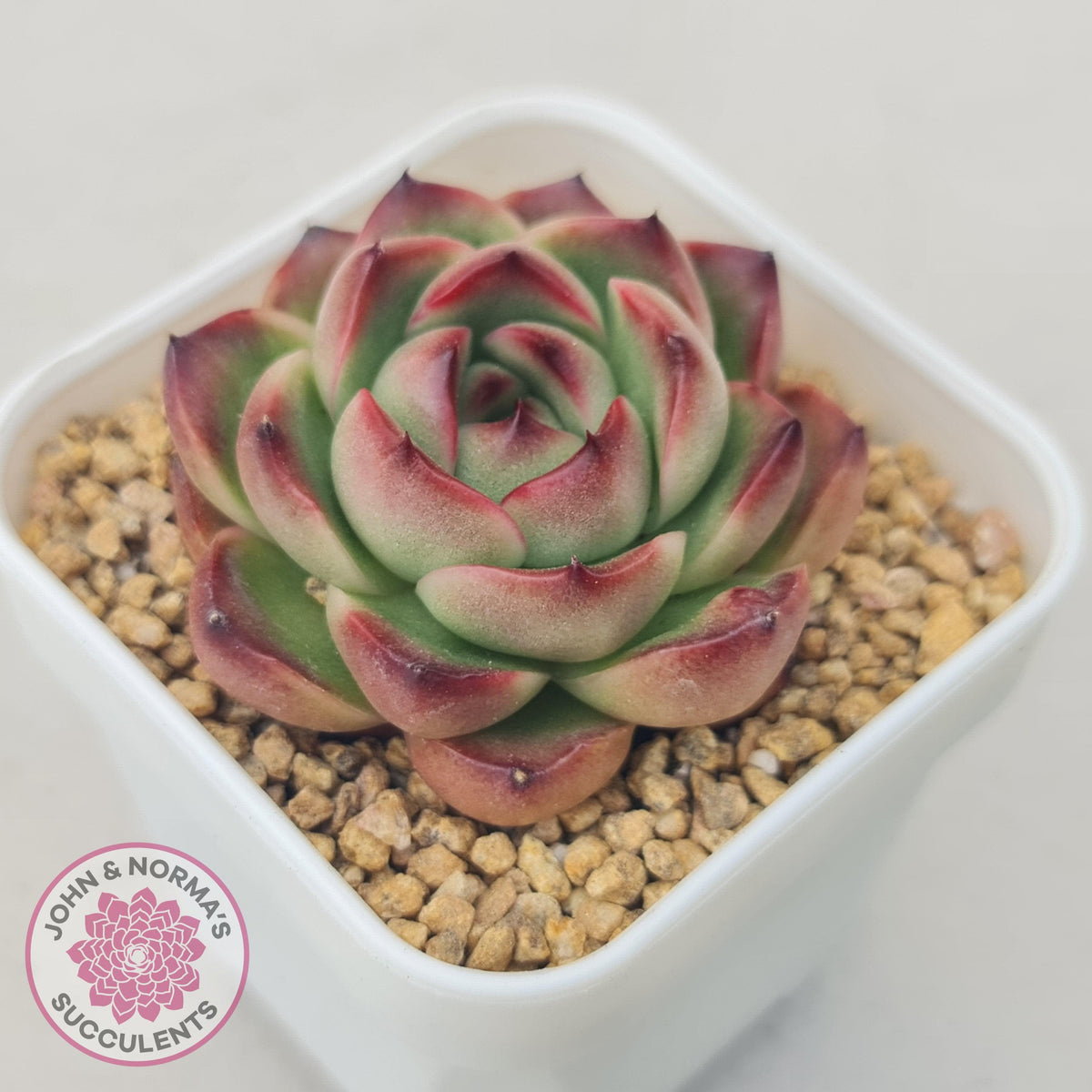 Echeveria Agavoides 'Mont Blanc'
