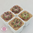 Echeveria Agavoides 'Mont Blanc'