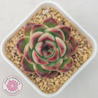 Echeveria Agavoides 'Mont Blanc'