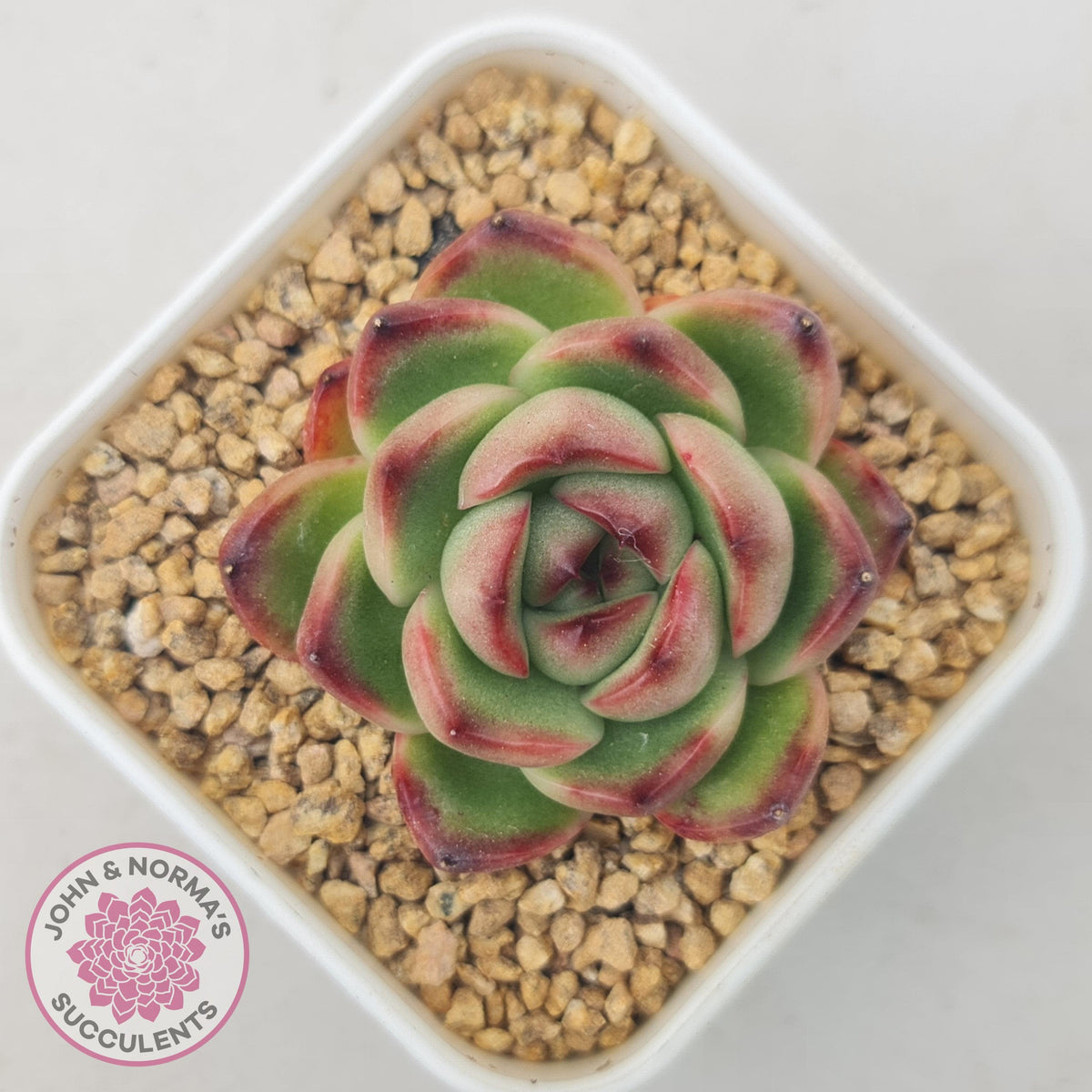 Echeveria Agavoides 'Mont Blanc'