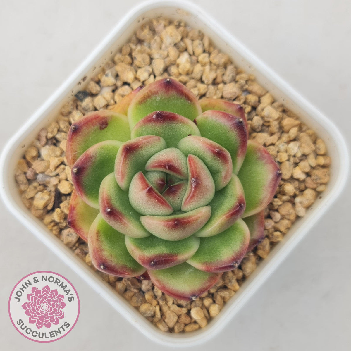 Echeveria Agavoides 'Mont Blanc'