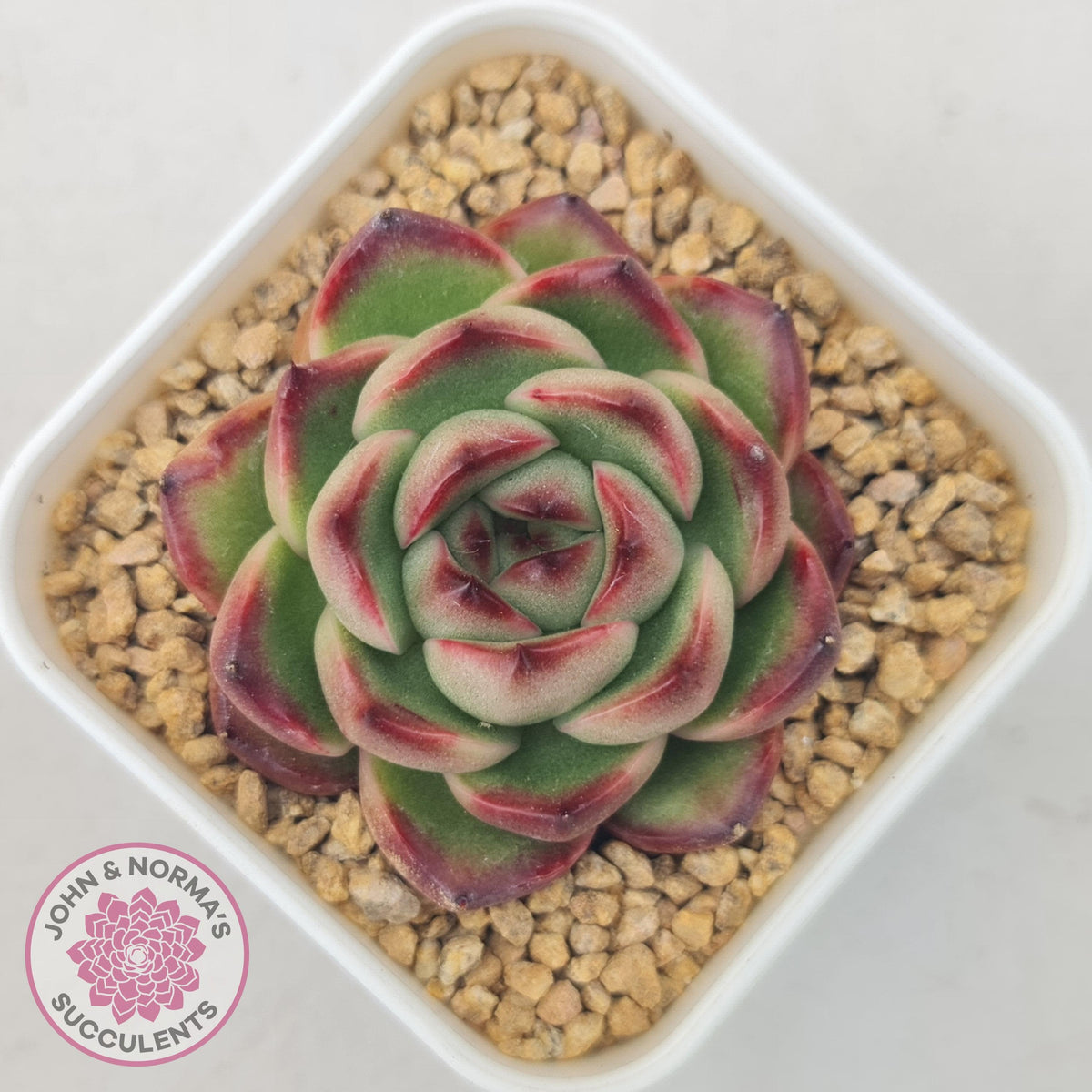 Echeveria Agavoides 'Mont Blanc'