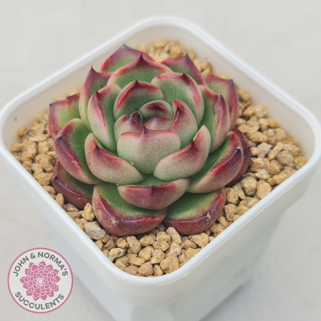 Echeveria Agavoides 'Mont Blanc' - John & Norma's Succulents Australia