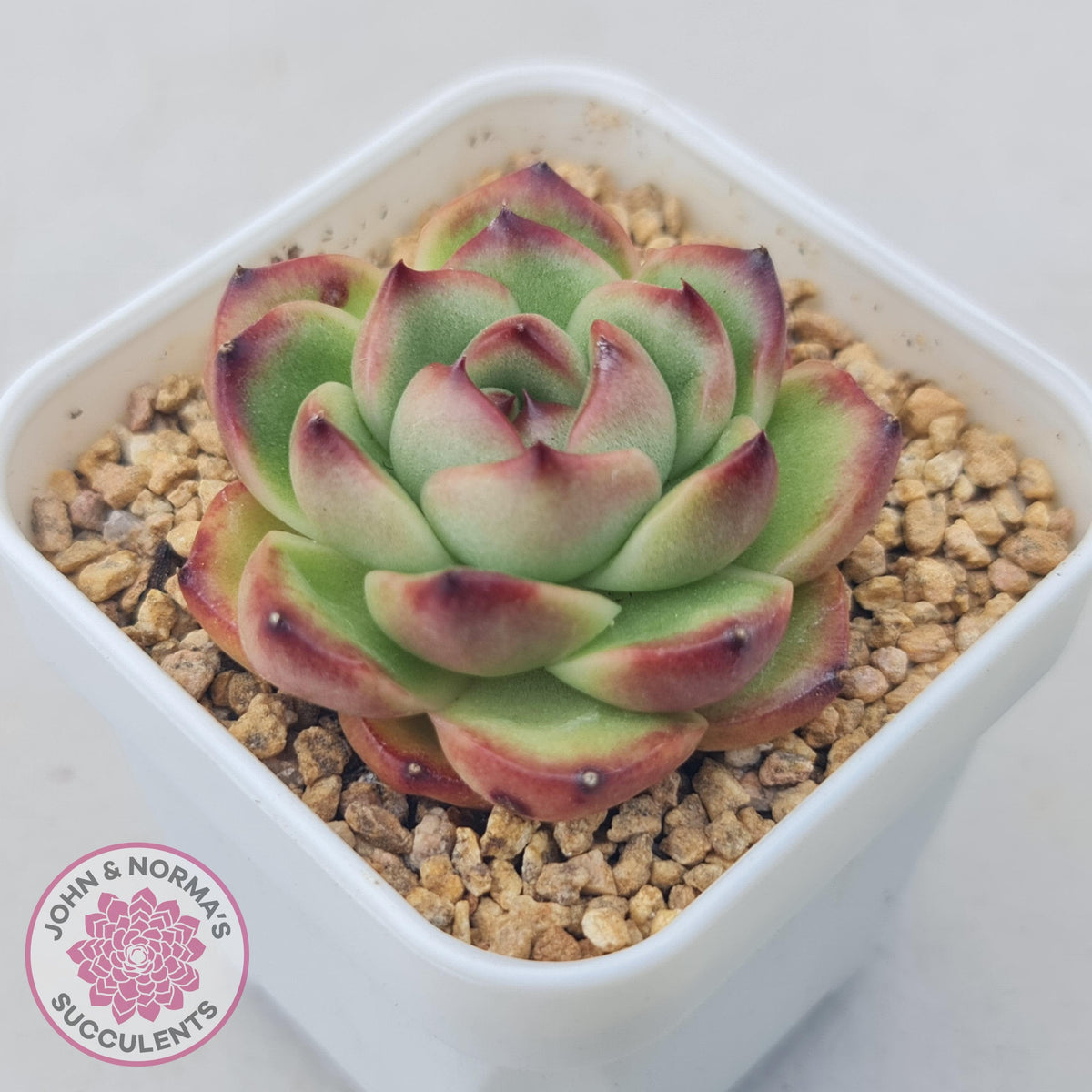Echeveria Agavoides 'Mont Blanc'