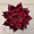 Echeveria agavoides 'Romeo Rubin' - Large