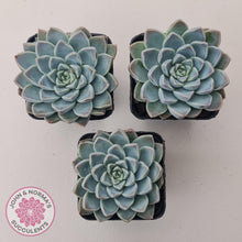 Load image into Gallery viewer, Echeveria &#39;Alabaster Magic&#39; - John &amp; Norma&#39;s Succulents Australia
