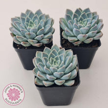 Load image into Gallery viewer, Echeveria &#39;Alabaster Magic&#39; - John &amp; Norma&#39;s Succulents Australia
