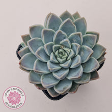 Load image into Gallery viewer, Echeveria &#39;Alabaster Magic&#39; - John &amp; Norma&#39;s Succulents Australia
