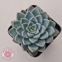 Load image into Gallery viewer, Echeveria &#39;Alabaster Magic&#39; - John &amp; Norma&#39;s Succulents Australia
