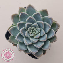 Load image into Gallery viewer, Echeveria &#39;Alabaster Magic&#39; - John &amp; Norma&#39;s Succulents Australia
