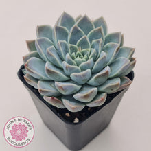 Load image into Gallery viewer, Echeveria &#39;Alabaster Magic&#39; - John &amp; Norma&#39;s Succulents Australia
