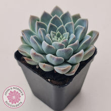 Load image into Gallery viewer, Echeveria &#39;Alabaster Magic&#39; - John &amp; Norma&#39;s Succulents Australia
