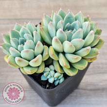 Load image into Gallery viewer, Echeveria Alba Beauty (multi)
