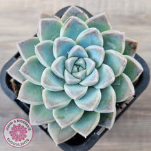 Load image into Gallery viewer, Echeveria Alba Beauty (single)
