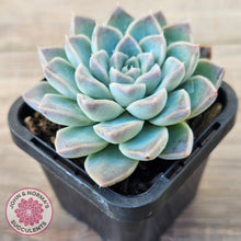 Load image into Gallery viewer, Echeveria Alba Beauty (single)
