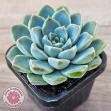 Load image into Gallery viewer, Echeveria Alba Beauty (single)
