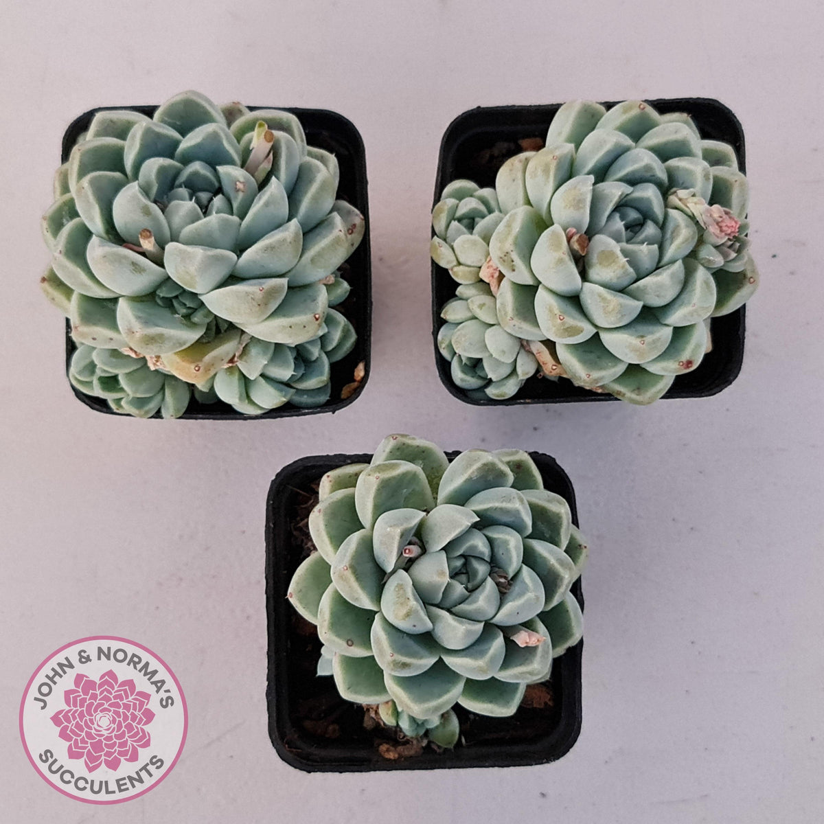 Echeveria albicans