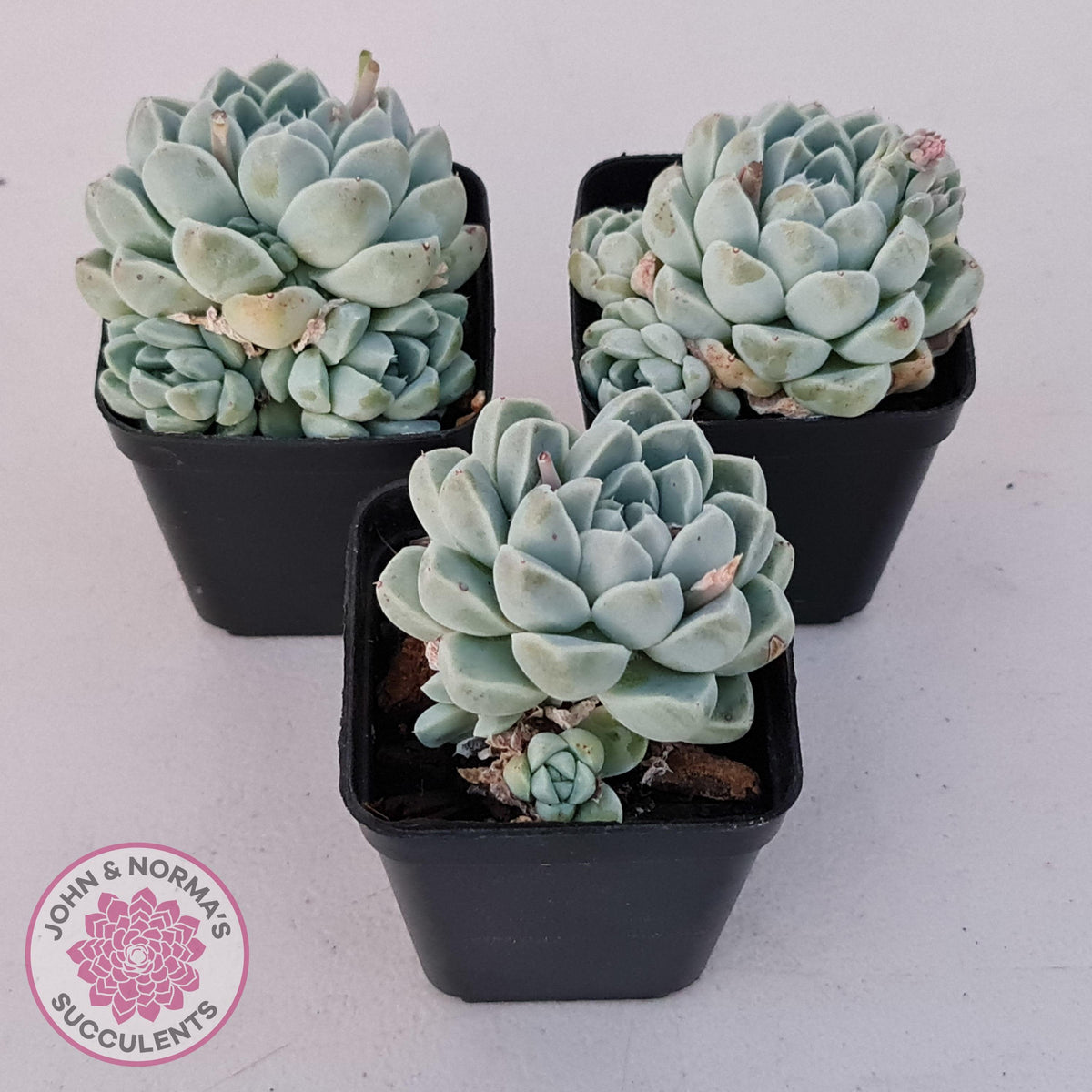 Echeveria albicans