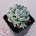 Echeveria albicans