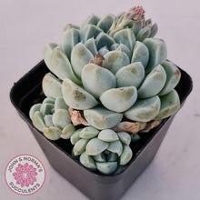 Load image into Gallery viewer, Echeveria albicans - John &amp; Norma&#39;s Succulents Australia
