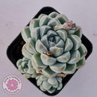 Echeveria albicans