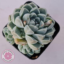 Load image into Gallery viewer, Echeveria albicans - John &amp; Norma&#39;s Succulents Australia
