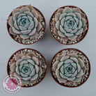 Echeveria 'Amazing Grace'