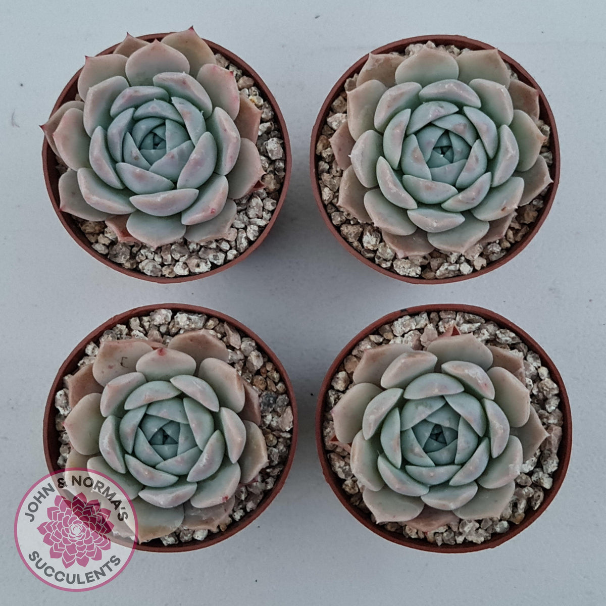 Echeveria 'Amazing Grace'