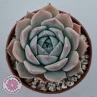 Echeveria 'Amazing Grace'
