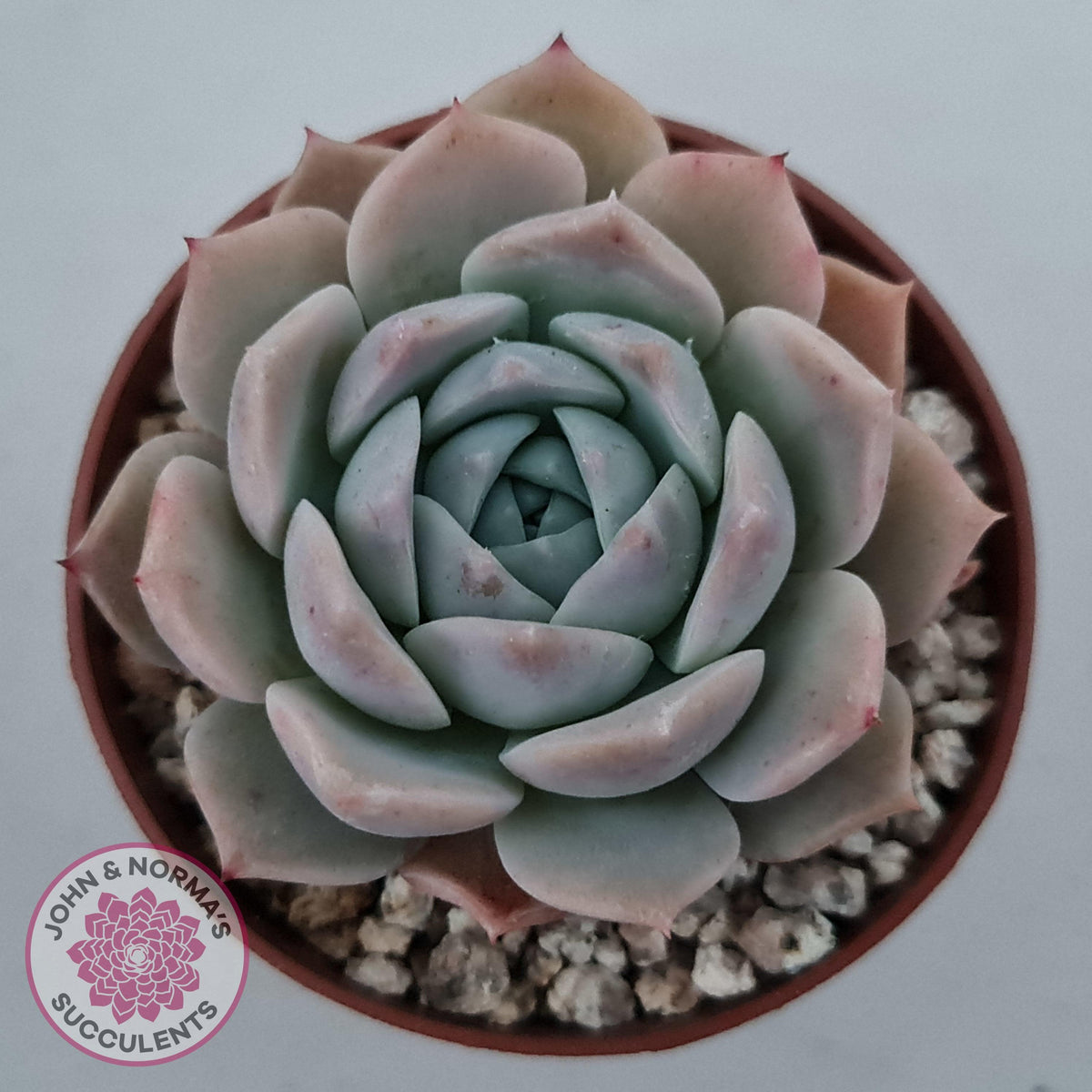 Echeveria 'Amazing Grace'
