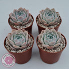 Echeveria 'Amazing Grace'