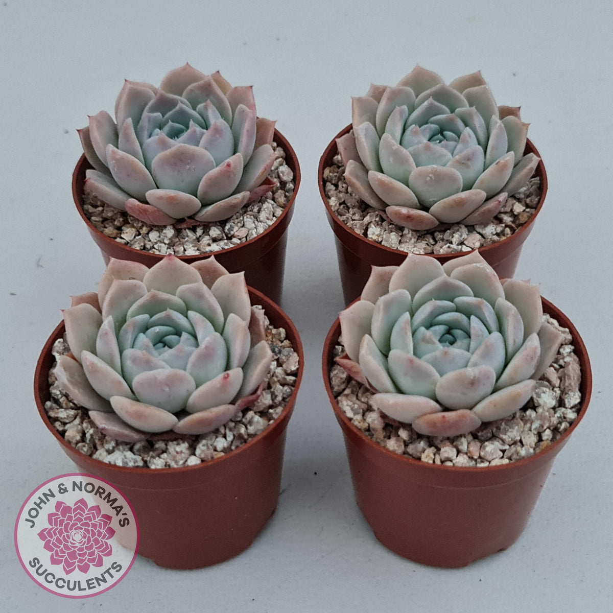 Echeveria 'Amazing Grace'