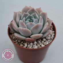 Load image into Gallery viewer, Echeveria &#39;Amazing Grace&#39; - John &amp; Norma&#39;s Succulents Australia
