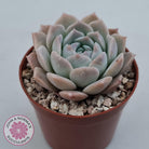 Echeveria 'Amazing Grace'