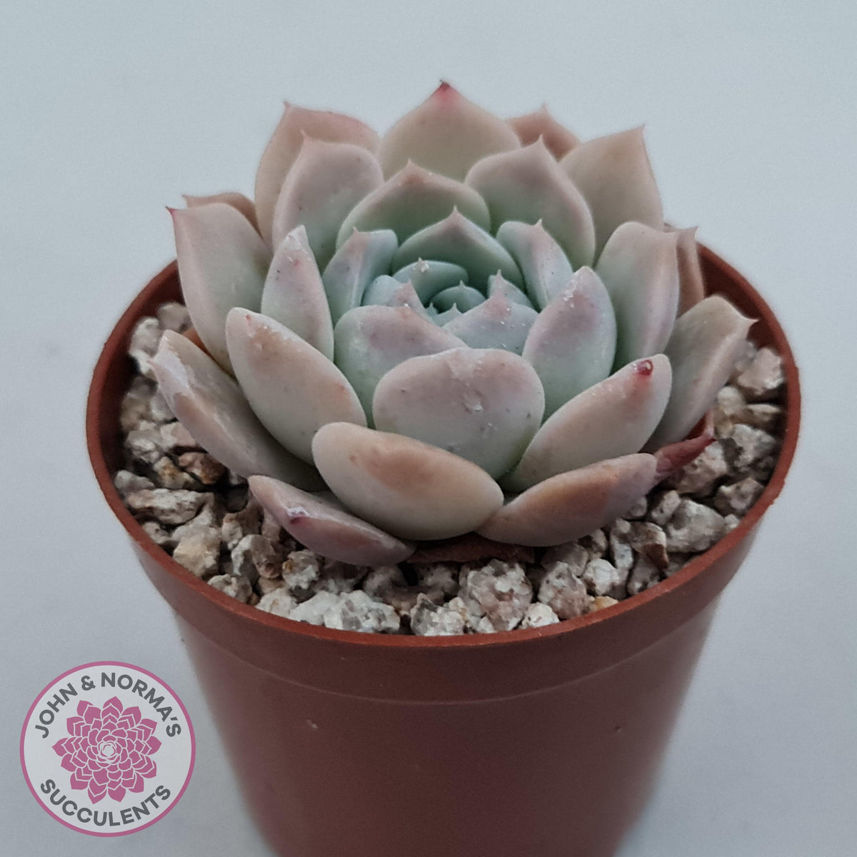 Echeveria 'Amazing Grace'