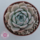 Echeveria 'Amazing Grace'