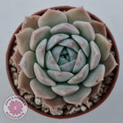 Echeveria 'Amazing Grace'