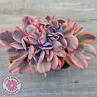 Echeveria 'Angel Wings' Variegata Crested (Large)