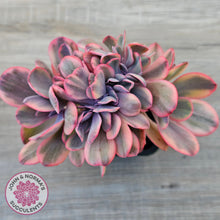 Load image into Gallery viewer, Echeveria Angel Wings Variegata Crested
