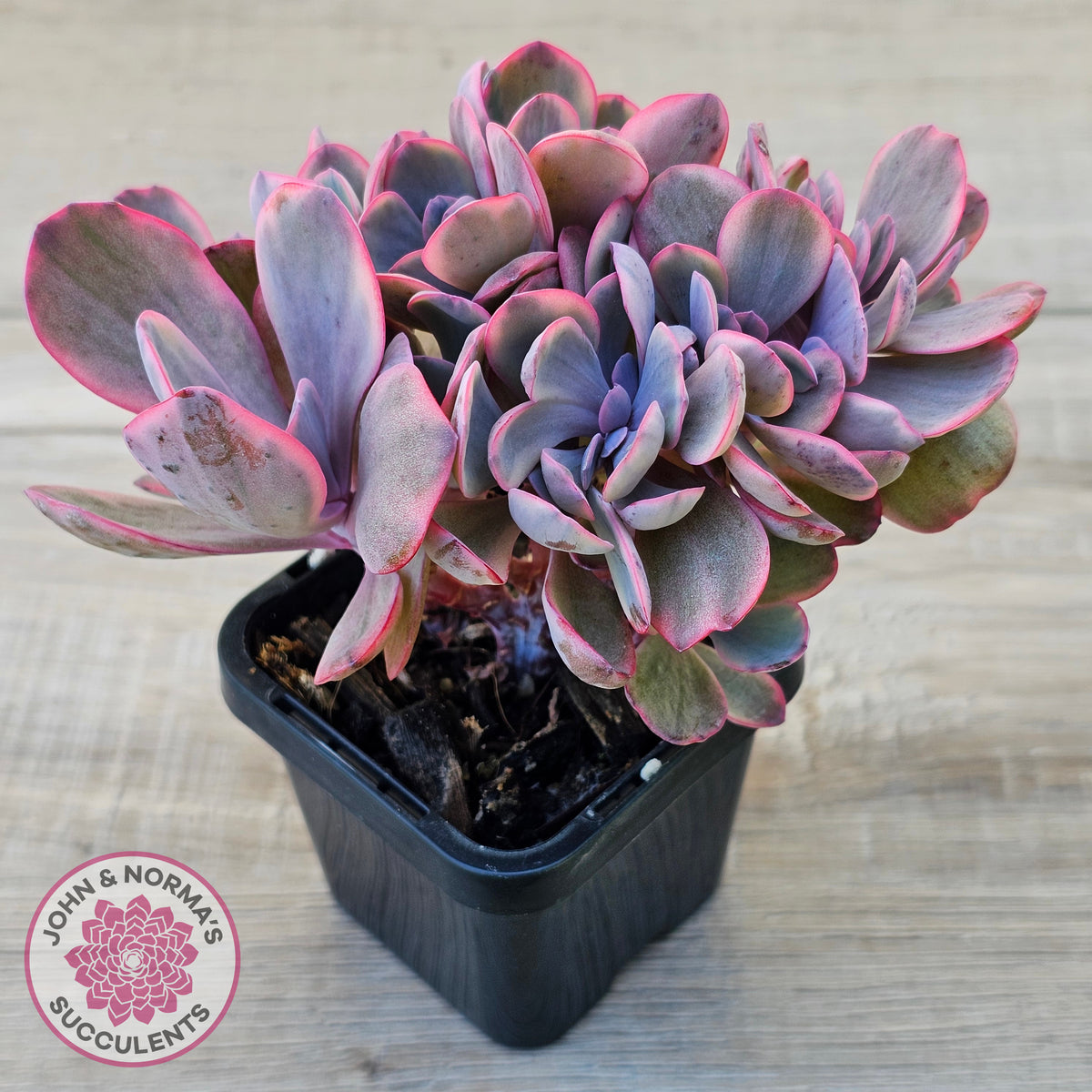 Echeveria 'Angel Wings' Variegata Crested (Large)