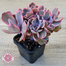 Load image into Gallery viewer, Echeveria Angel Wings Variegata Crested
