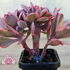 Echeveria 'Angel Wings' Variegata Crested (Large)