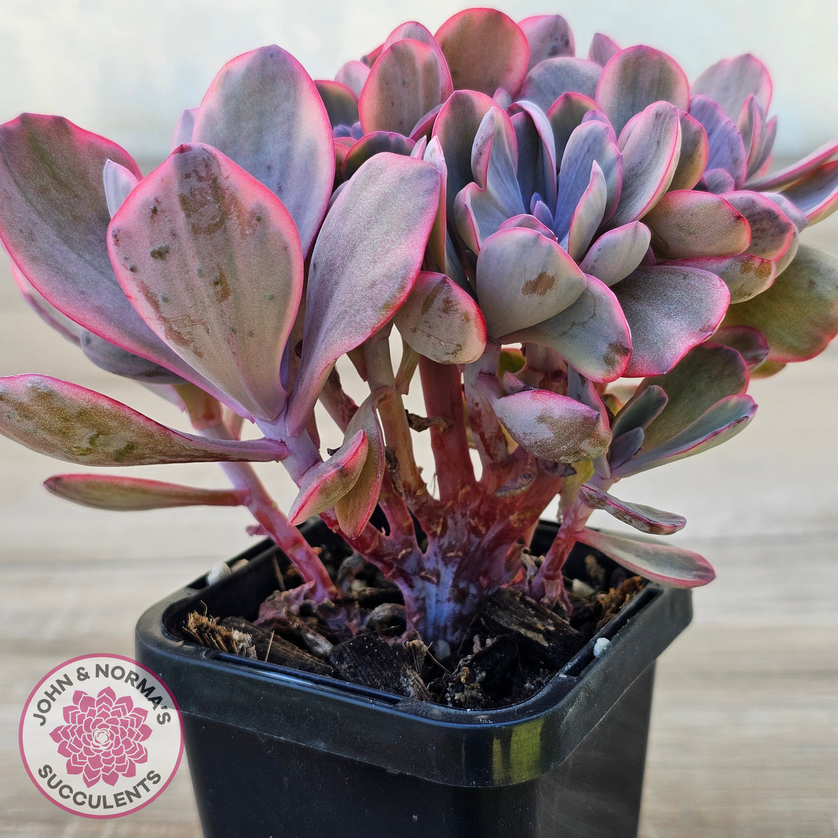 Echeveria 'Angel Wings' Variegata Crested (Large)