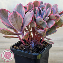 Load image into Gallery viewer, Echeveria Angel Wings Variegata Crested
