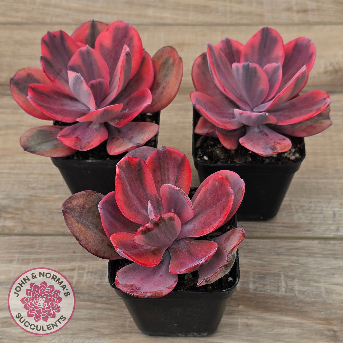 Echeveria 'Angel Wings' Variegated