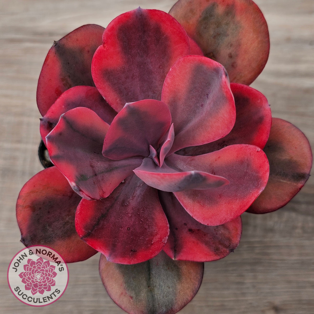 Echeveria 'Angel Wings' Variegated